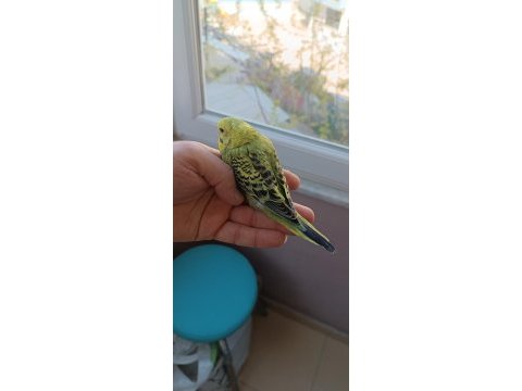 Yeni yeme düşmüş yavrular ve yetişkin muhabbet kuşlar