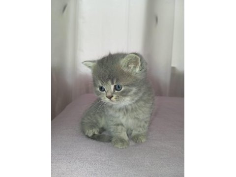British shorthair bebekler