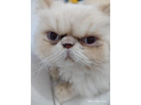 Sevimli iran kedisi
