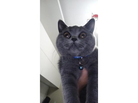 Kayseri 5-6 aylık yavru scottish fold