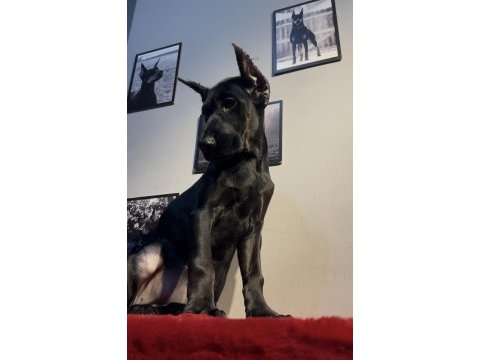 Simsiyah egzotik doberman bebekler