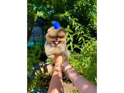 Orjinal pomeranian boo