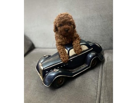 Dişi erkek sağlık garantili bebek surat toy poodle