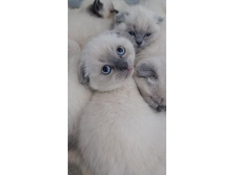 Blue point british shorthair yavrular
