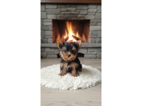 Şecereli teacup yorkshire terrier yavrularımız