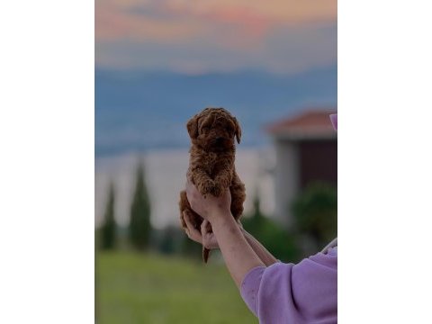 Toy poodle köpeği