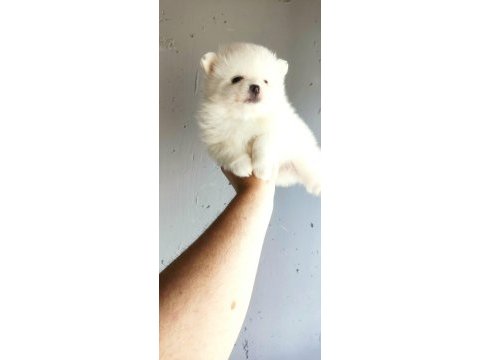 Pomeranian yavrumuz yuvasına gitmeye hazır