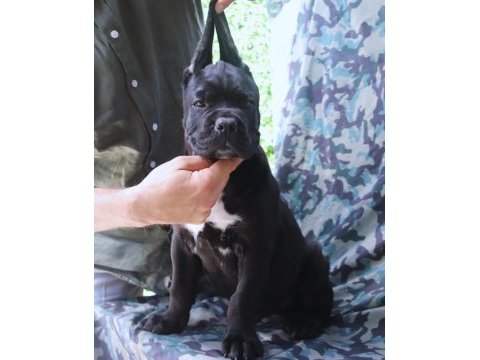 Fcı-kıf secereli safkan cane corso