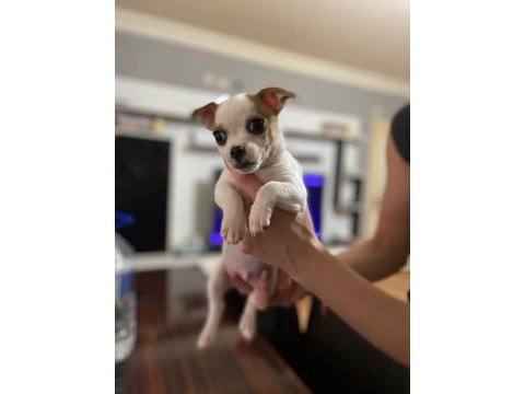 Sahiplendirme chihuahua yavrular
