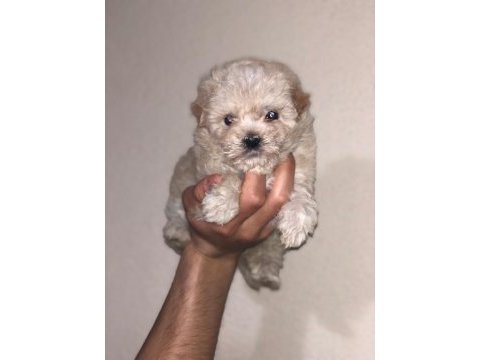 A+ kalite sağlık garantili maltipoo bebekler
