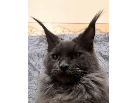 Sağlık ve ırk garantili minik maine coon devler