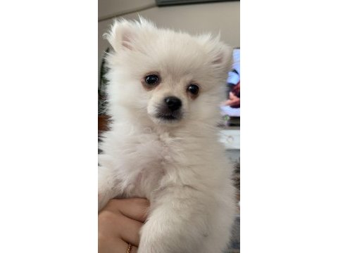 Erkek yavru pomeranian boo