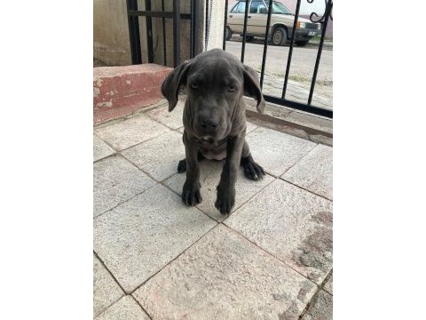 Cane corso blue renk bir dişi ve bir erkek