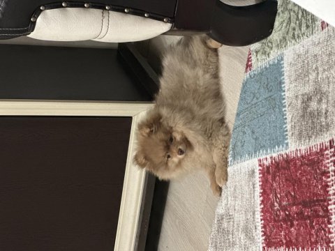 Pomeranian boo 3 aylık dişi