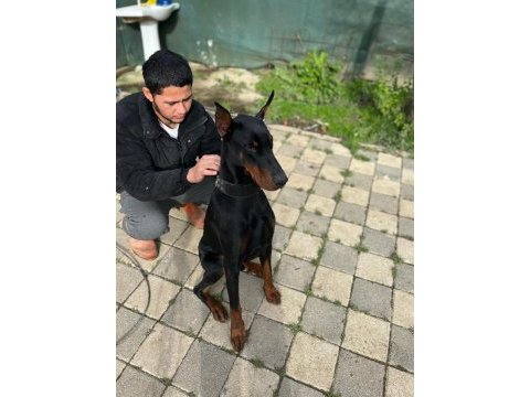 Üst kalite erkek doberman yavrularımız
