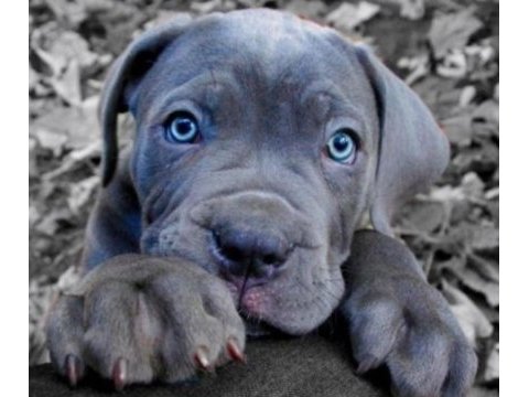 Mavi göz cane corso