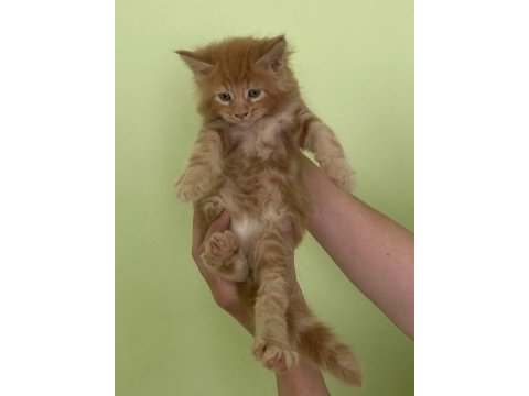 Maine coon erkek kırmızı