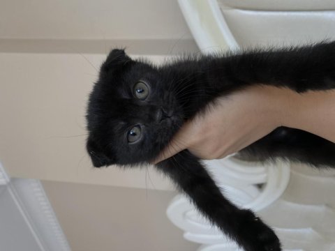 Uygun puanlı scottish fold