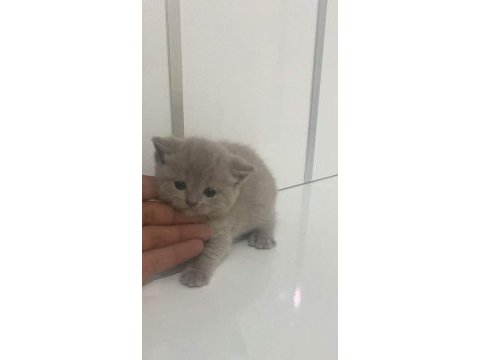 British shorthair lilac yavru