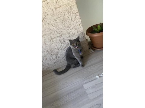 Erkek kedimiz1 yaşında sahiplendirme ilanı