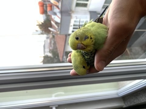 Öğretmenden evde beslenen bakımlı muhabbet kuşları
