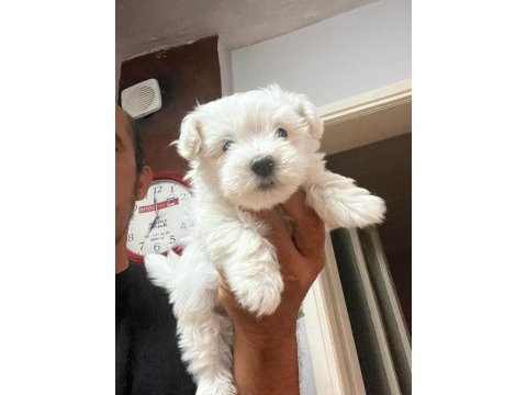 Maltese terrier bebekler