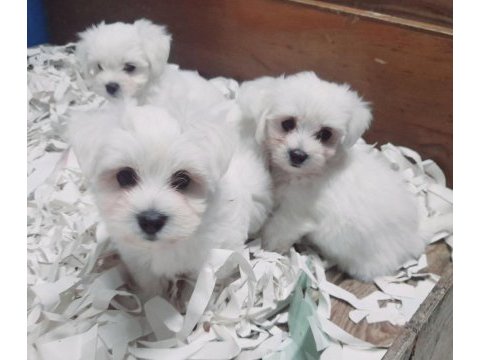 0 numara bembeyaz maltese terrier yavrularımız