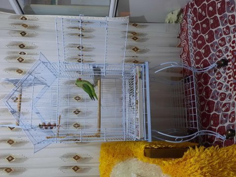 1.5 yaşında dişi iskender papağanı