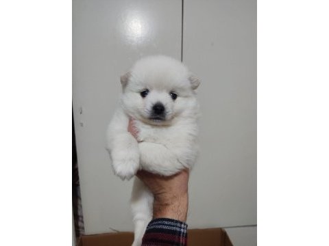 Pomeranian spitz yavrular