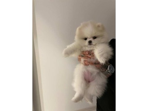 Pomeranian yavru dişi