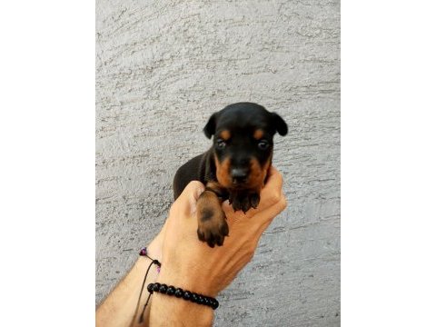 Doberman secereli yavrular