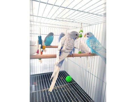 4 adet sağlıklı yavru muhabbet kuşları