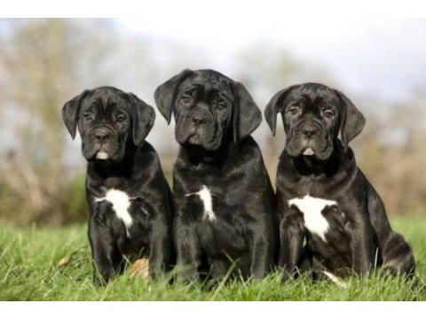 A scrli anne babadan cane corso yavrular kapıda ödeme