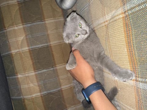 Sağlıklı scottish fold ev kedileri