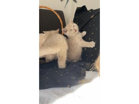 Safkan brıtısh kardeşler