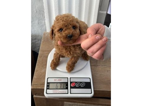Poodle bebekler