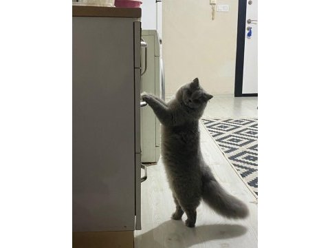 20 aylık british longhair ücretsiz