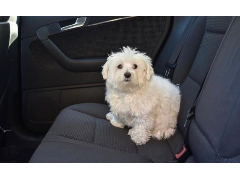 Özel kan ender güzellikte maltese