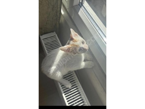 Tam bir yuva kedisi çok akıllı