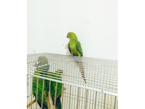 3-4 aylık yavru pakistan papağanları