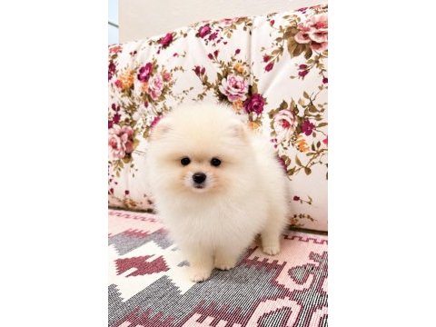 Biblo pomeranian boo