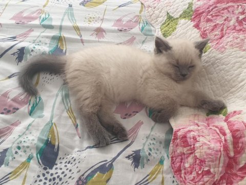 Güzeller güzeli british shorthair blue point yavrularım