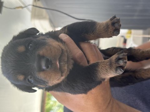 Safkan rottweiler bebek köpeklerimiz