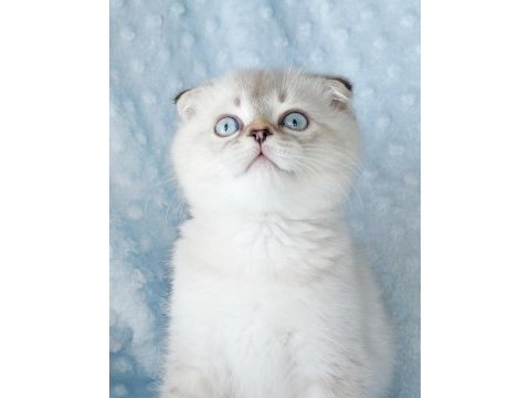 İlkbaharın en güzel scottish fold yavrusu