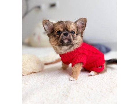 Gold chihuahua wc eğitimli