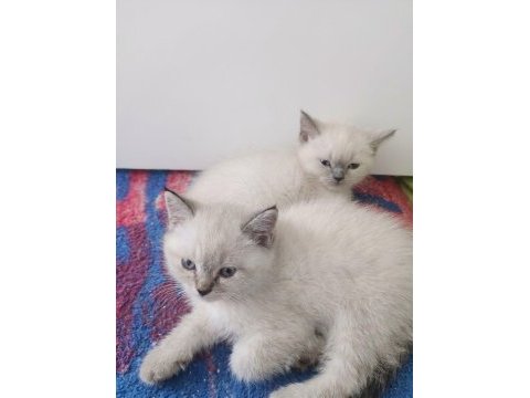 Blue point british shorthair bebekler teslime hazır