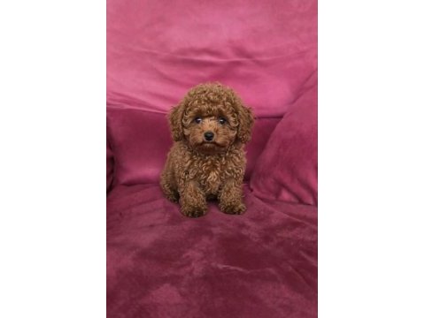 Toy poodle yavrularımız