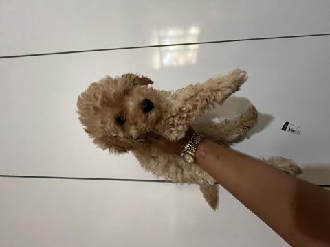 Maltipoo dişi erkek bebekler