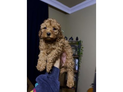 Ev doğumu toy poodle bebekler