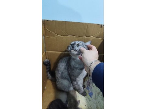 Britsh shorthair silver tabby
